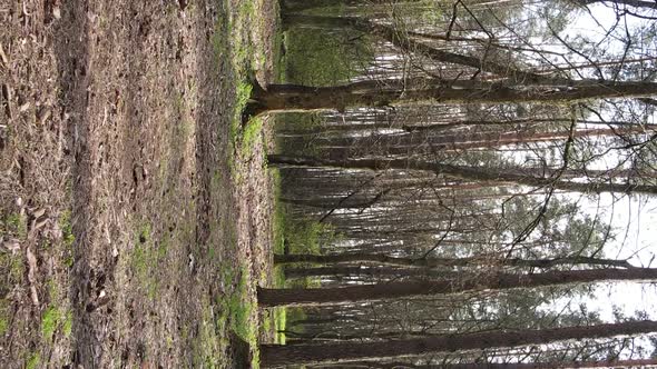 Vertical Video of Beautiful Forest Landscape Aerial View