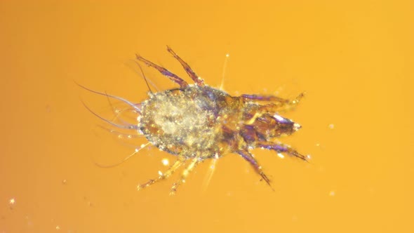 a Granary or Flour Mite Under a Microscope