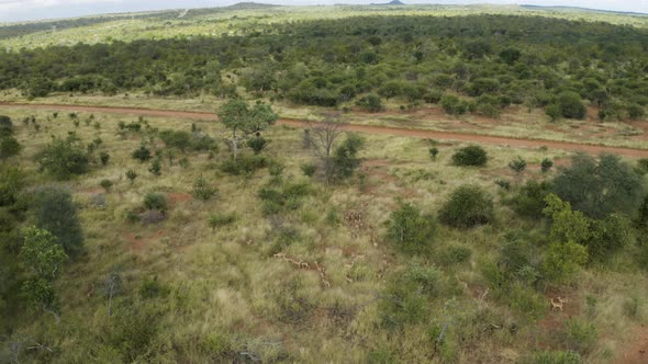 Aerial View of Antelopes in the savana Balule Reserve, Maruleng NU South Africa.