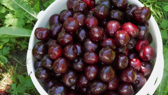 A Bucket of Overripe Large Cherries in the Garden