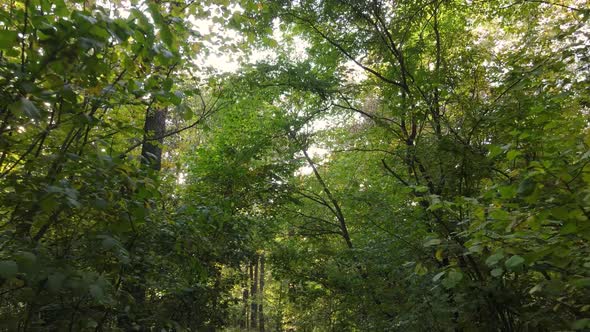 Autumn Forest Landscape with Trees By Day