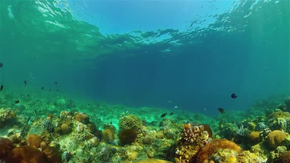 Coral Reef and Tropical Fish, Philippines