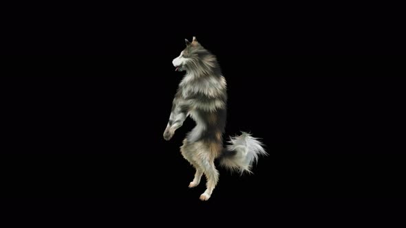 Dog Dance 4K