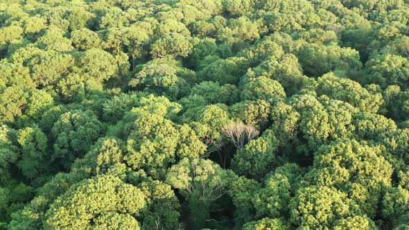 aerial orbit above the green tree tops in a park on a bright sunny day