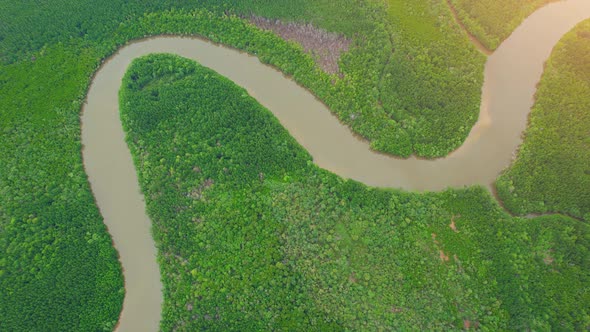 Aerial view green mangrove forest nature tropical rainforest