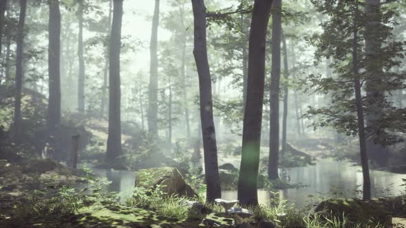 Forest with Pond and Mist with Sunrays