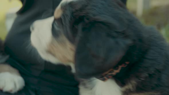 Close up of a photogenic happy puppy sitting in the front yard next to its owner