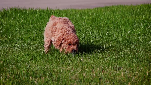 Cute Poodle Puppy Playing in Slow Motion