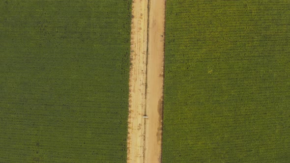 Aerial top view of a dirt road between fields of grape vines on a vineyard in Brazil