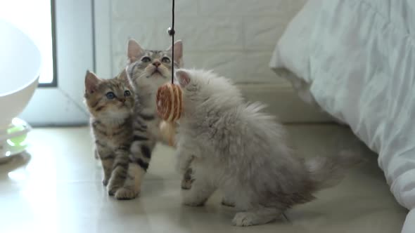 Cute Persian Kittens Playing Toy Together