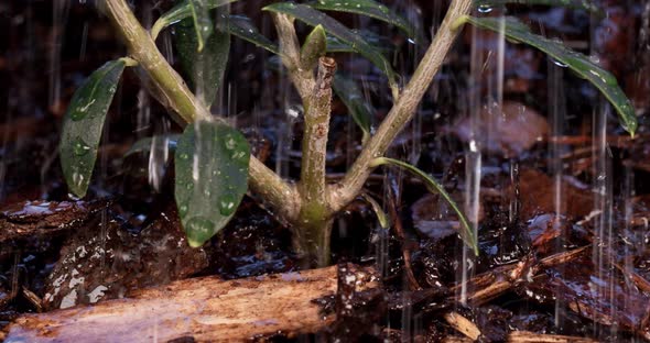 Young Sprout of Olive Tree after Drought during Rainfall.