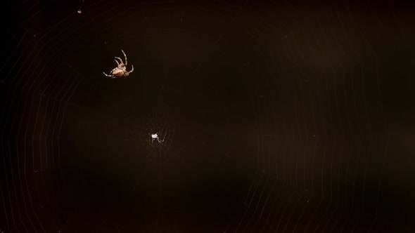 Spider Weaves a Web