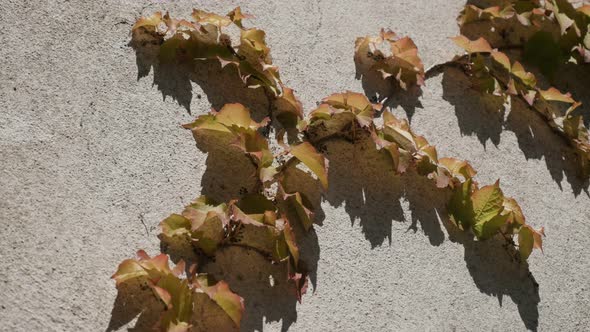 Golden leafs clambering plant on bumpy white facade sunny side 4K 2160p 30fps UltraHD footage - Hede