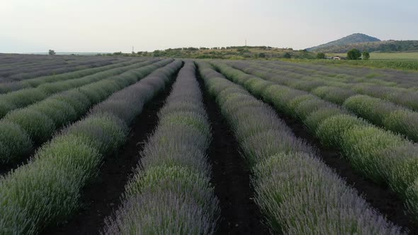Levels  Planted With Lavender 