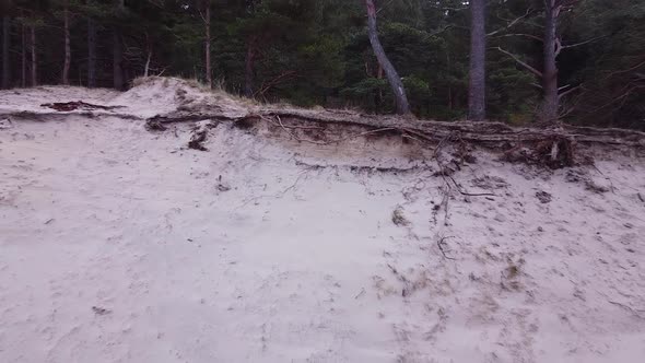 Aerial view of Baltic sea coastline at Bernati beach in Latvia, through tight coastal pines and the