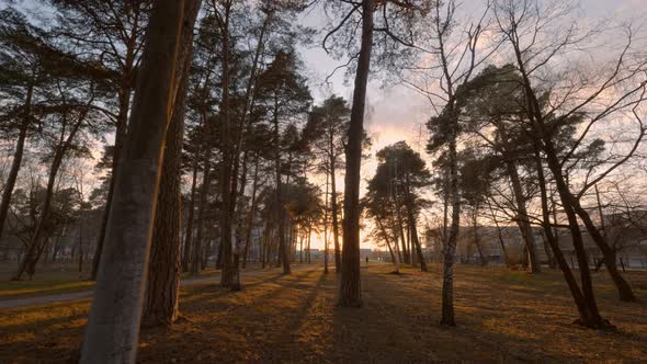 Sun Breaks through Pine Branches in Forest