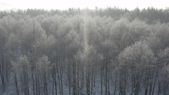 Ungraded Dlog Beautiful Snowy Forest In Winter Frosty Day