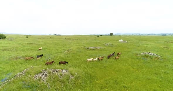 Aerial view of horses in a grassland landscape, Golan Heights, Israel.