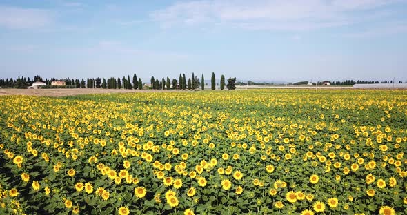 Sunflowers Field