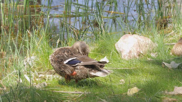 Mallard Preening Itself on Shore of Lake in Arizona