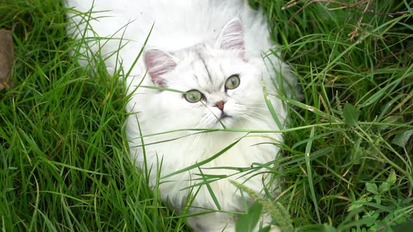 Cute Persian Cat Lying In The Garden