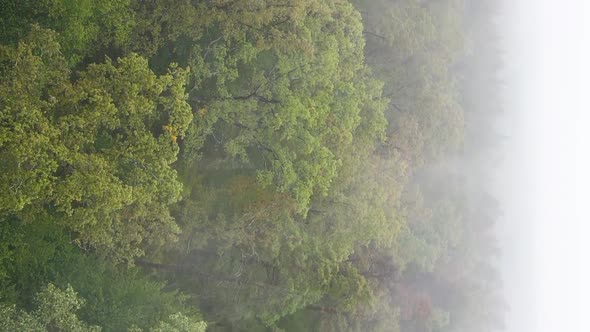 Vertical Video Fog in the Forest Aerial View