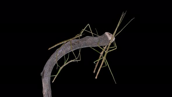 Stick Insect Medauroida Extradentata, Family Phasmatidae.