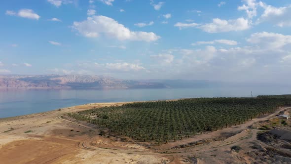 Aerial fly down toward Palm Plantation with the Dead Sea in the background, Drone shot