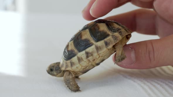 Close up slow motion shot of caucasian woman's hand, putting a baby leopard tortoise on a white fabr