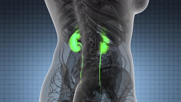 Science Anatomy Scan Of Human Kidneys alt