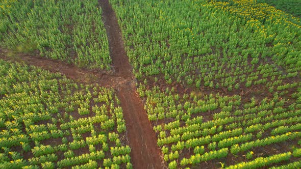 4K Top view on agriculture field with blooming sunflowers. Beautiful aerial view of sunflowers