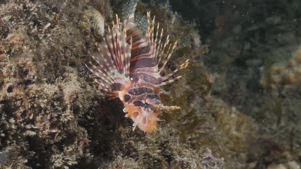 A colourful deadly Lion fish sits on a reef structure while displaying its venomous pectoral fins