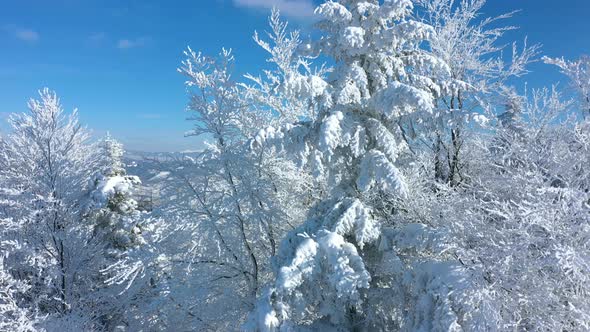 Beautiful White Frosted Trees 3