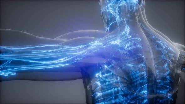 Blood Vessels of Human Body alt