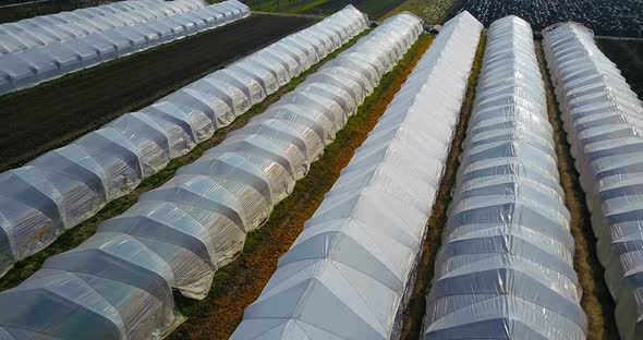 Local Vegetable Hotbeds Under Foil in Boundless Grass Fields