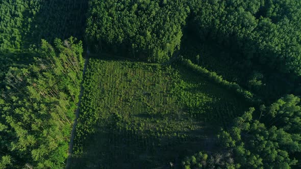 Aerial View Forest and Deforestation in Summer Drone Flying Over Green Trees