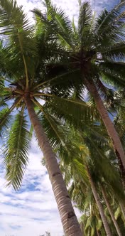 Vertical Video Of Palm Trees On Sandy Beach In Kaimana Island, Raja Ampat
