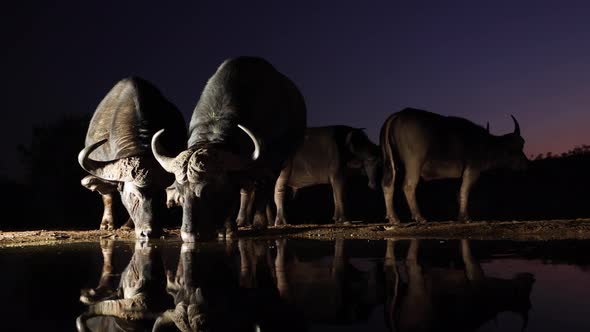 Cape Buffalo drink, reflect in dark pond with vivid purple night sky