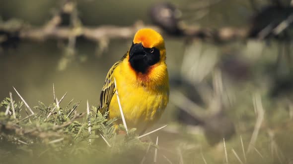 Southern Masked Weaver Calling And Perched On The Thorny Branches Of A Tree In El Karama Lodge Kenya