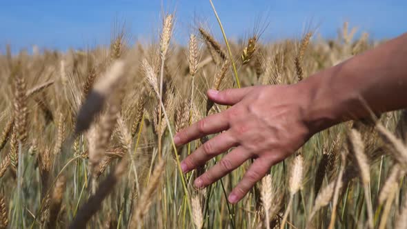 Close-Up Of Farmer Hand Touching Wheat Ears In Field At Sunset.