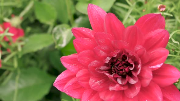 Red With The Sparkle Of Chrysanthemum 