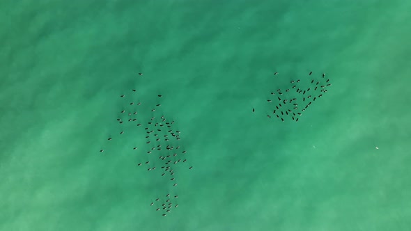 A flock of Wild Ducks swims in the Sea aerial view 4 K