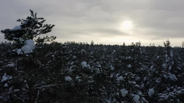 Frozen forest with snow covered spruce and pine trees. Beautiful winter woodland . Fly over white wo