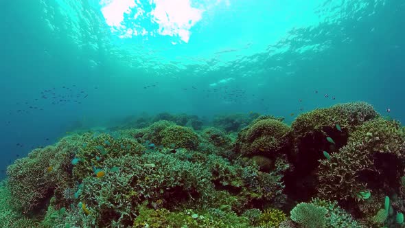 The Underwater World of a Coral Reef