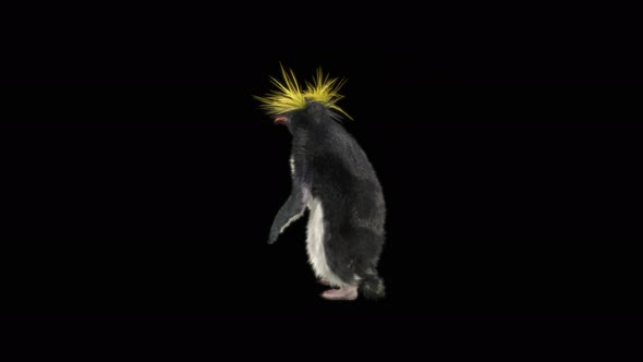 82 Penguin Dancing 4K