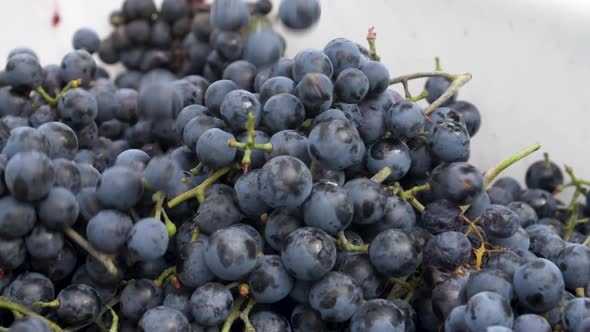 Pouring Othello grapes on each other  - 180 fps slow motion