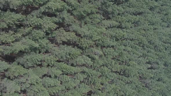 Vertical Video of Pine Forest Aerial View Slow Motion