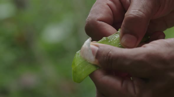 Aloe Vera Extration From A Leaf