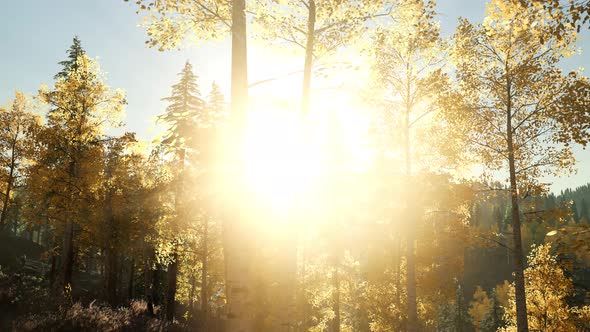 Sun Shining Through Pine Trees in Mountain Forest