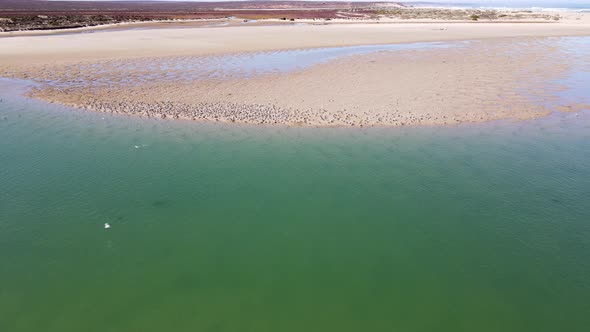 Drone flight over estuary as flock of Caspian Terns takes off sandbank